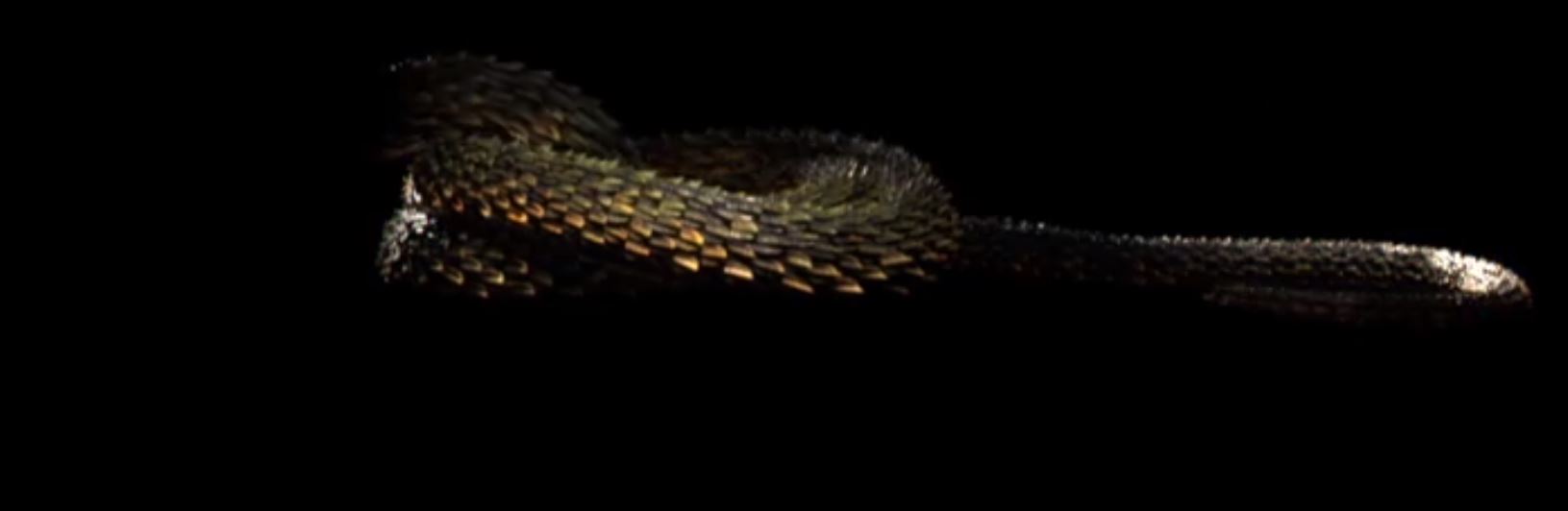 taylor swift second snake video